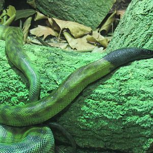Black-Headed Python