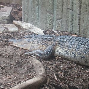 Philippine Crocodile