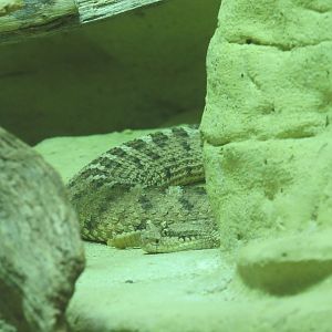 Horned Rattlesnake