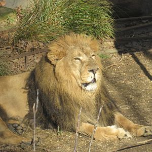 Asiatic Lion