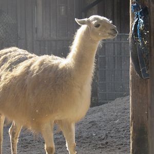Domestic Llama