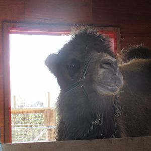 Bactrian Camel