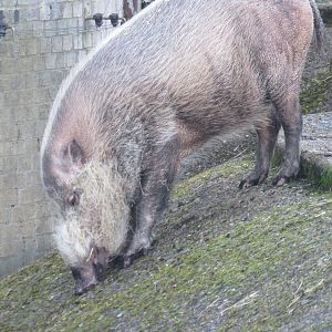 Bearded Pig