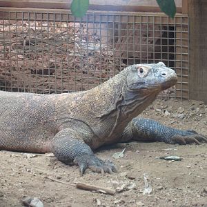 Komodo Dragon