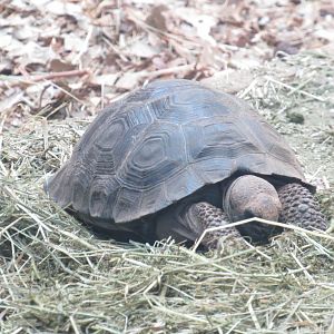 Galapagos Giant Tortoise