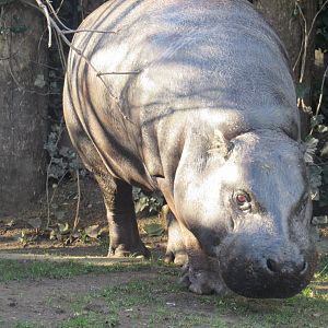 Pygmy Hippopotamus