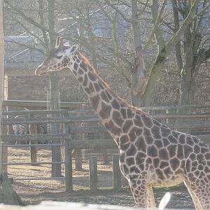 Rothschild’s Giraffe