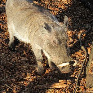 Common Warthog
