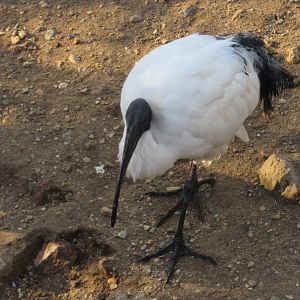 African Sacred Ibis