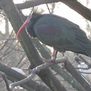 Northern Bald Ibis