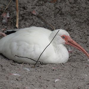 American White Ibis
