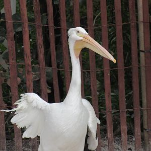 Great White Pelican
