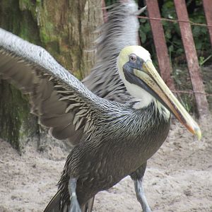Brown Pelican