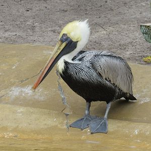 Brown Pelican