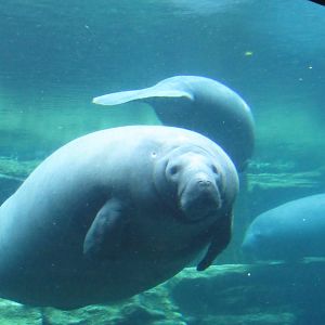 West Indian Manatee