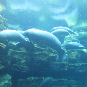 West Indian Manatee