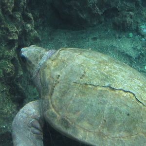 Kemp’s Ridley Sea Turtle