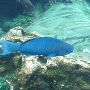 Blue Parrotfish