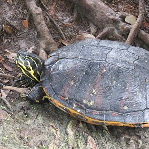 Florida Red-Bellied Cooter