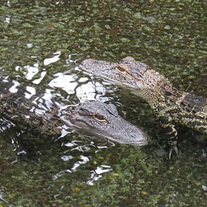 American Alligator