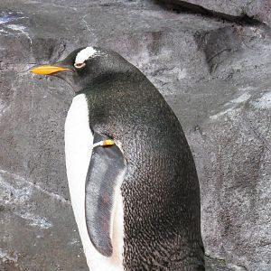 Gentoo Penguin