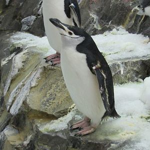 Chinstrap Penguin