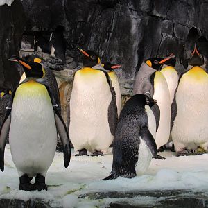 Adelie Penguin and King Penguin