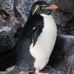 Rockhopper Penguin