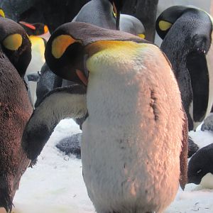 King Penguin