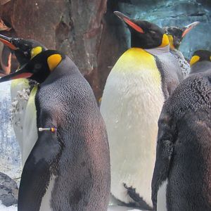 King Penguin