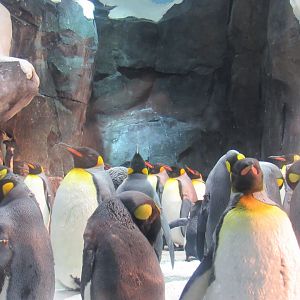 King Penguin