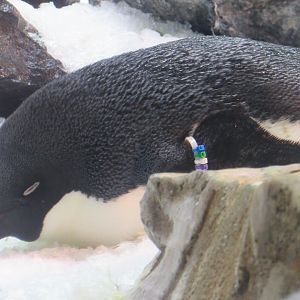 Adelie Penguin