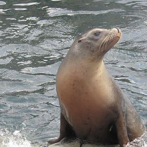 California Sea Lion