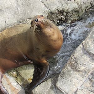 California Sea Lion