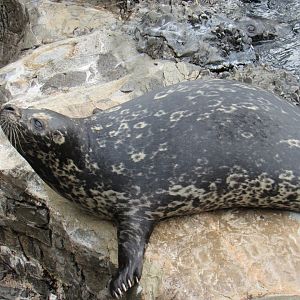 Harbour Seal