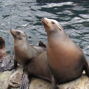California Sea Lion