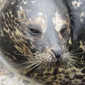 Harbour Seal
