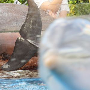 Bottlenose Dolphin - Photobomb