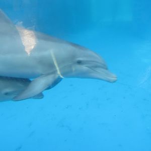 Bottlenose Dolphin