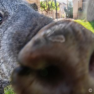 javelina closeup