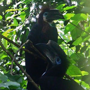 Hornbills and Toucans Exhibit - Black-casqued Hornbill (Ceratogymna atrata)