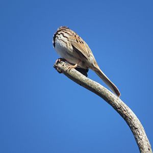 Song sparrow