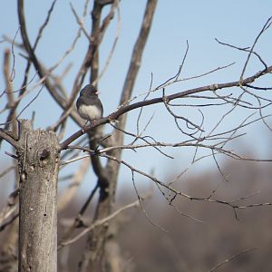 Dark-eyed junco