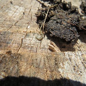 Nematode of some sort