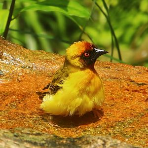 Waterfall Aviary - Vitelline Masked Weaver (Ploceus vitellinus)