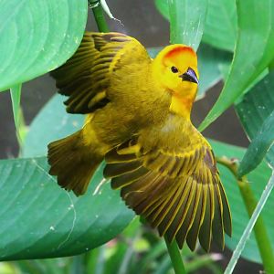 Waterfall Aviary - Taveta Golden Weaver (Ploceus castaneiceps)