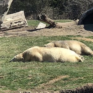 Polar Bears