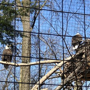 Bald Eagles