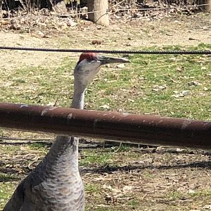 Sandhill Crane