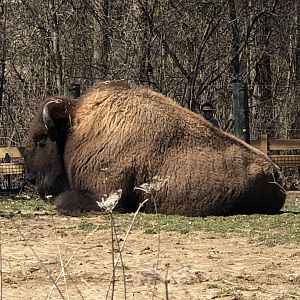 American Bison